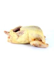 Pigeon prêt à cuire