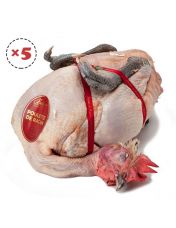 Poulette de Racan par lot de 5