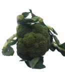 brocoli frais