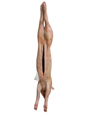jeune porc éviscéré