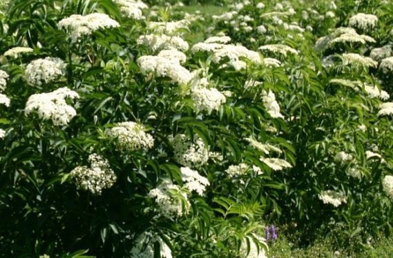 Fleurs De Sureau Pour Tisanes Et Infusions