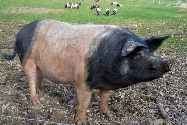 Le porc cul noir Limousin : à la découverte d'un trésor culinaire 