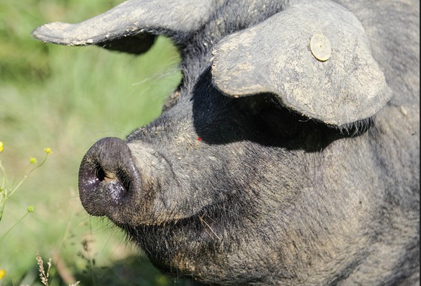 portrait porc noir de bigorre