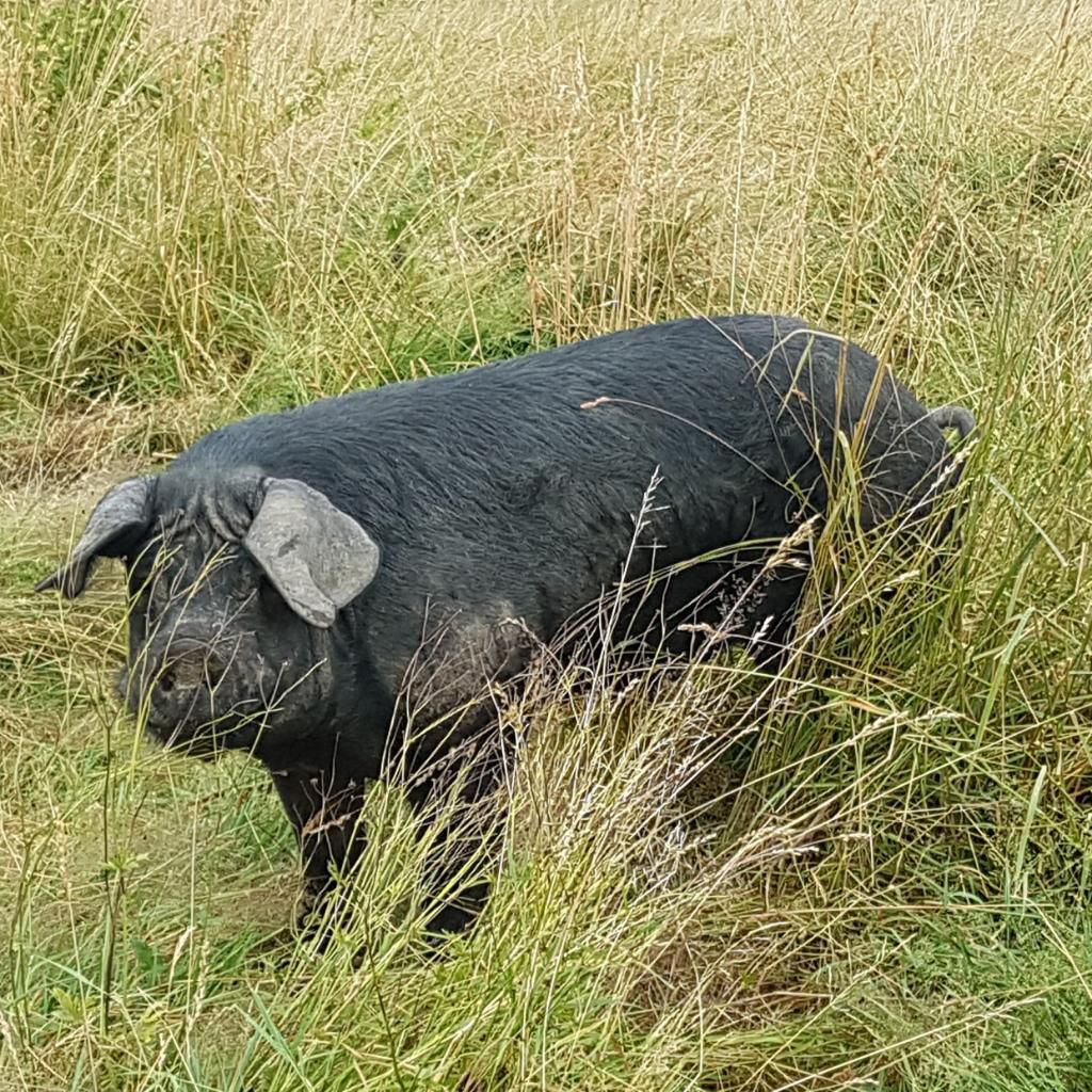 Le Porc Noir Occitan